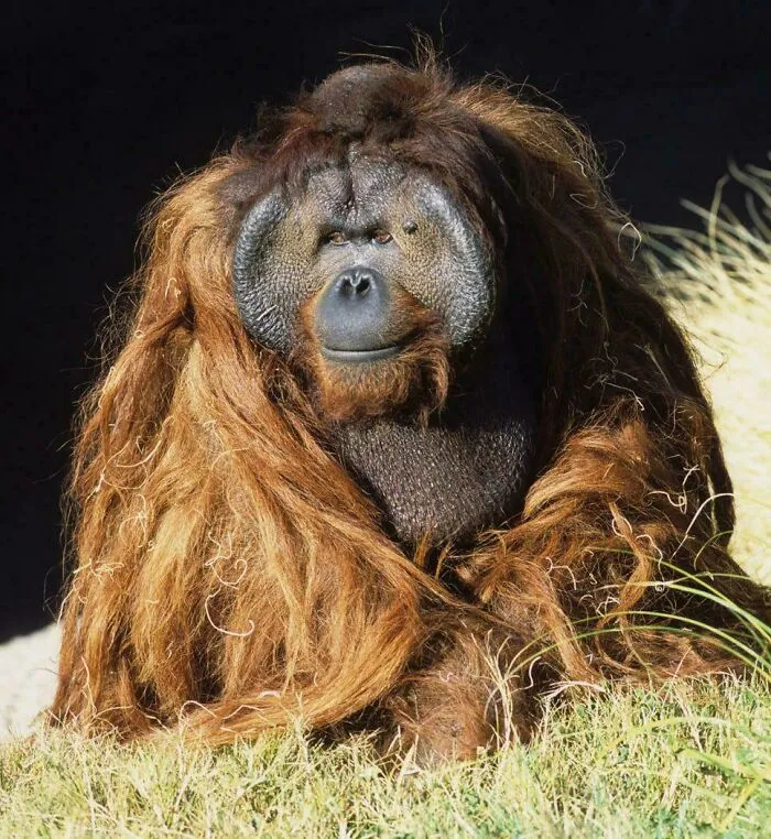 Ken Allen, The San Diego Zoo Orangutan Nicknamed “The Hairy Houdini,” Became A Legend For His Daring Escapes