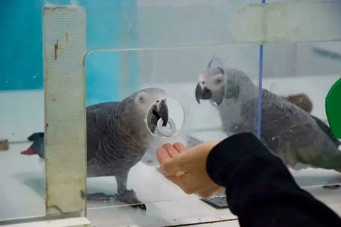 Researchers Taught African Grey Parrots To Buy Food With Tokens
