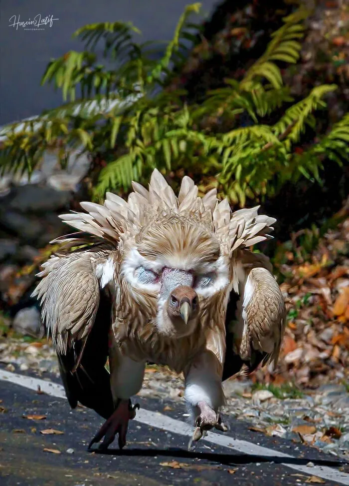 A Himalayan Griffon Vulture (Gyps Himalayensis) Warding Off Intruders By Showing Its ‘Fake Eyes’