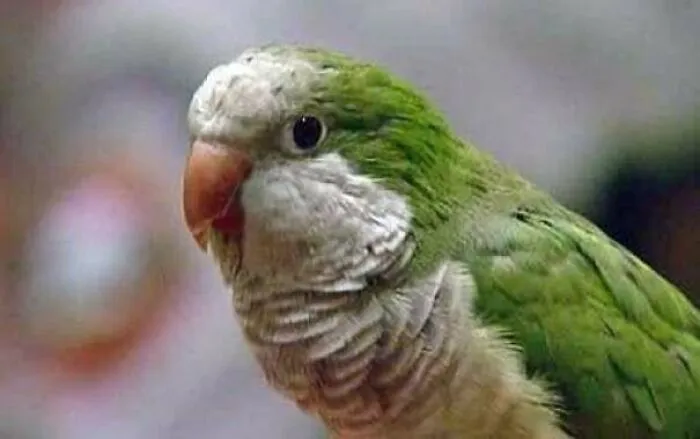 In 2009, A Quaker Parrot Named Willie Saved A Toddler’s Life