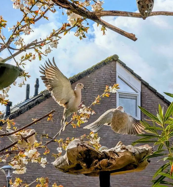 Doves And Cherry Blossoms In The Morning Sun