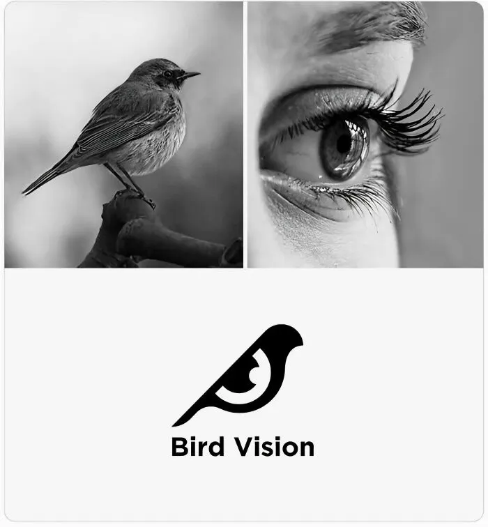 Black and white bird and human eye side by side with bird vision logo