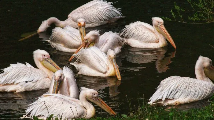 A Gathering Of Feathered Sovereigns Upon The Obsidian Waters