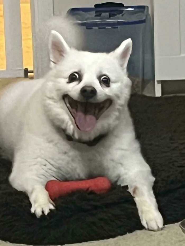 White dog smiling with a funny unhinged dog pictures expression next to a red toy