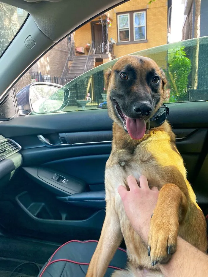 Rescued Him At 8 Weeks But In Reality He Rescued Me And Has Been My Best Friend Throughout This Pandemic. Whole Lotta Love For My 18 Month Old Goober
