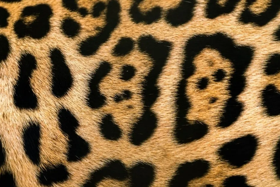 Close-up of actual leopard fur, showcasing the intricate Leopard Print pattern of black rosettes on a golden-brown background.