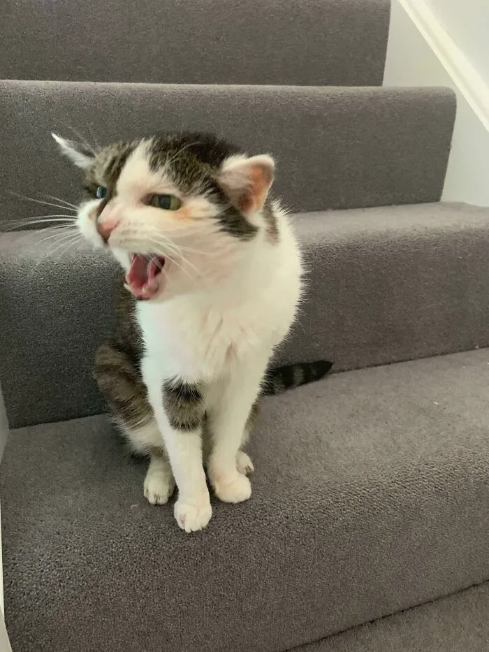 This Is Kerry, She’s 19 And Still Yelling! Her Favourite Place To Yell Is On The Stairs Where She Can Shout Her Demands