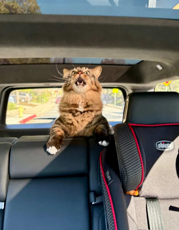 The Triumphant Yell Of My Brother's Cat Who Escaped His Kennel On The Way To The Vet