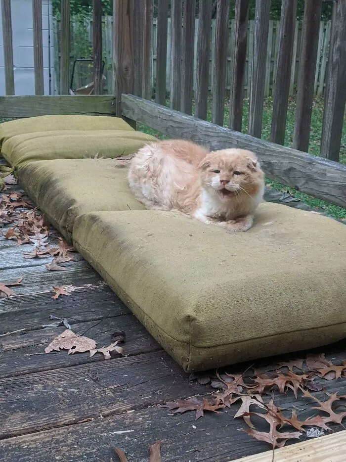 Throgmorten Is A Grizzled Community Cat Who Hates People. I Love Him Unconditionally