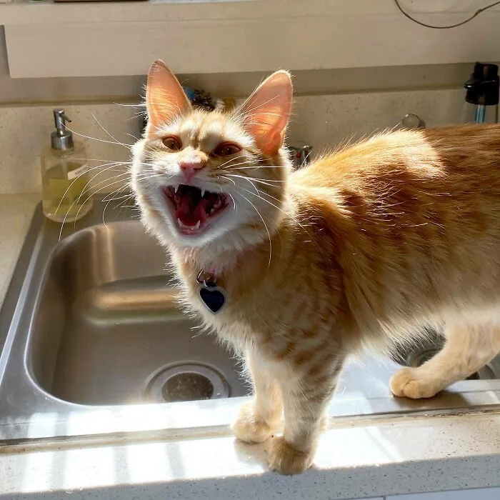 This Is Fridge. She Would Like To File A Formal Complaint With The Staff About Feeding Schedules