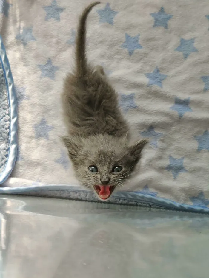 Her Scream Size Is Positively Correlated With How Large She Thinks She Is