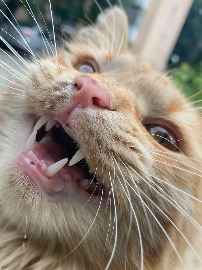 Dude On The Street Was Pretty Chill About Me Taking A Picture Of Him But Then Suddenly Decided To Scream Into The Camera For No Reason