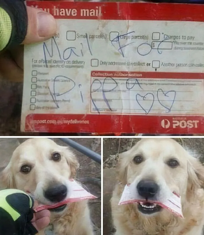 Pippa Always Comes Out For The Daily Delivery. But When There's No Mail Or Her, I Have To Improvise