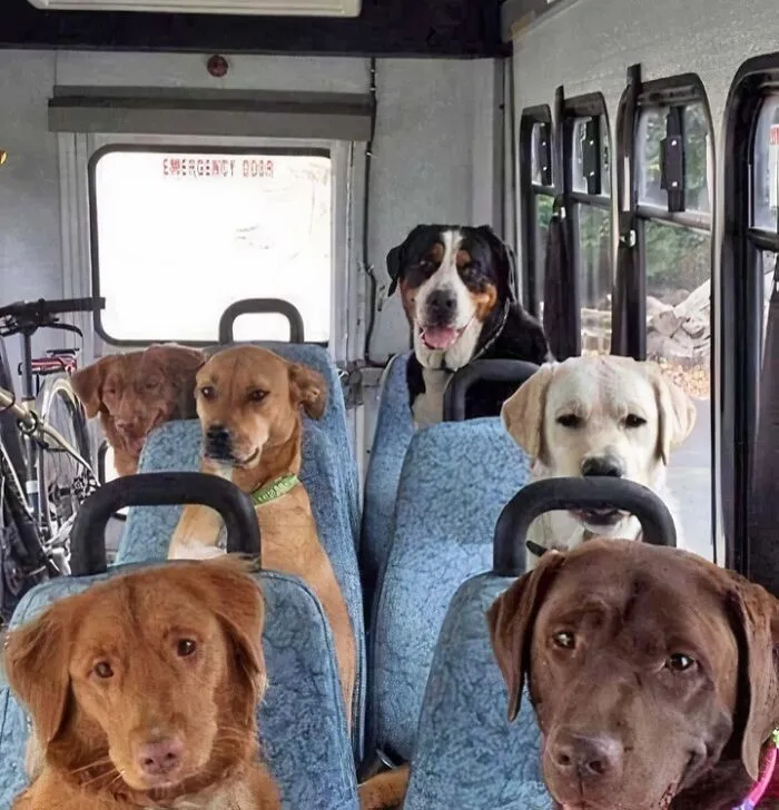 There's A Dog School In Canada So They Don't Stay Home Alone. This Is A Picture Taken On The Way To School