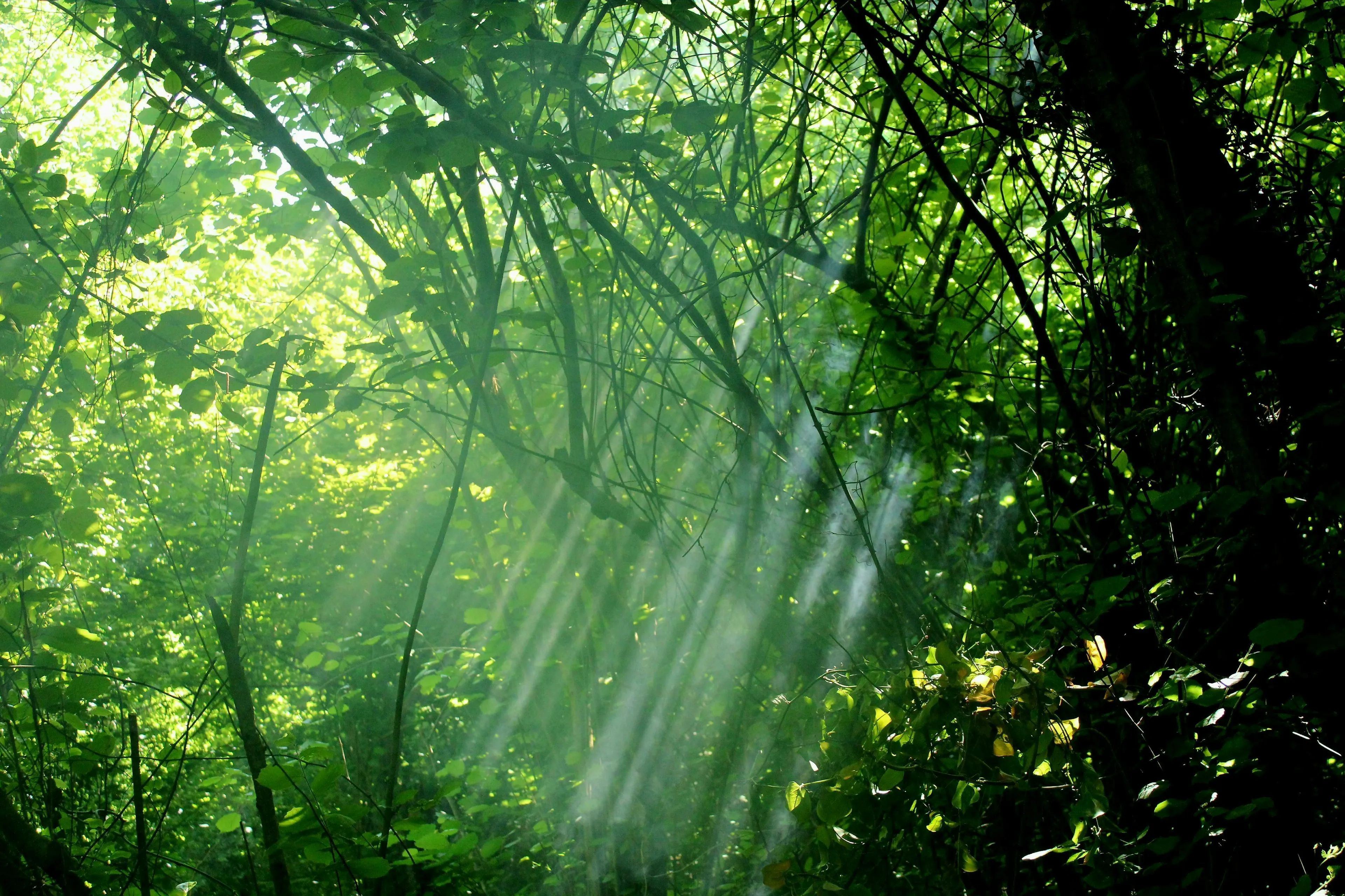 Sunlight streams through green leaves in a forest, illustrating photosynthesis and general knowledge quiz topics.