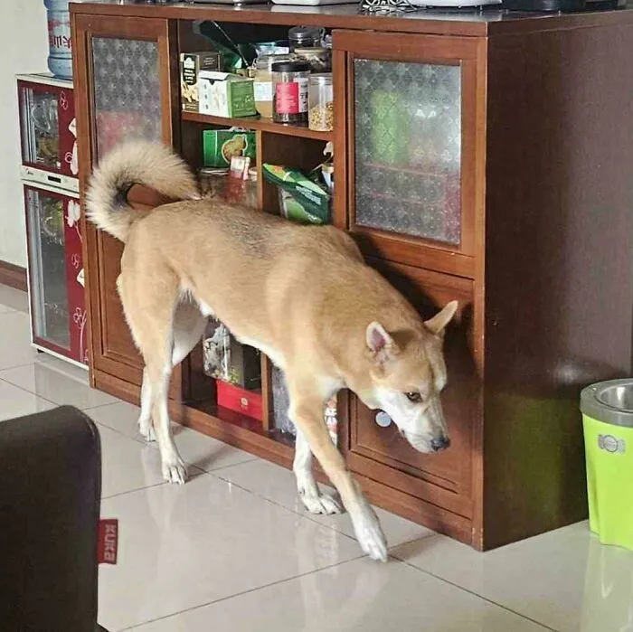 Funny unhinged dog pictures of a light brown dog walking awkwardly near a wooden cabinet
