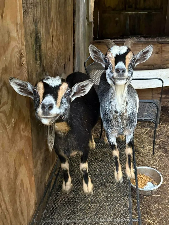 The Faces I Was Greeted With This Morning When I Made It Out To The Goat’s Shelter. “Did You Bring Us The Treats?”