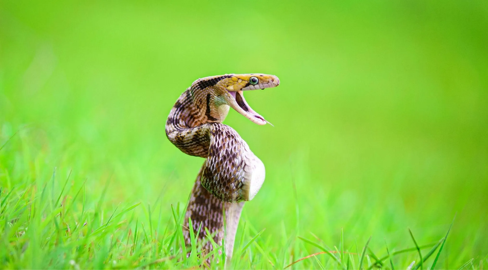 A snake with its mouth wide open, fangs visible, stands erect in green grass, ready to strike. First Aid and Survival 101.