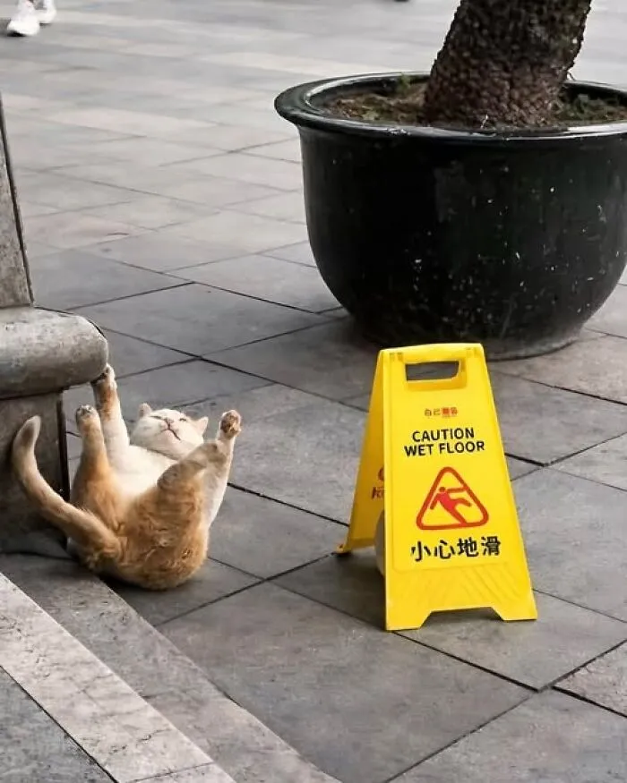 This FB Page Is Dedicated To Absurd Signs, Here Are The 84 Funniest Examples
