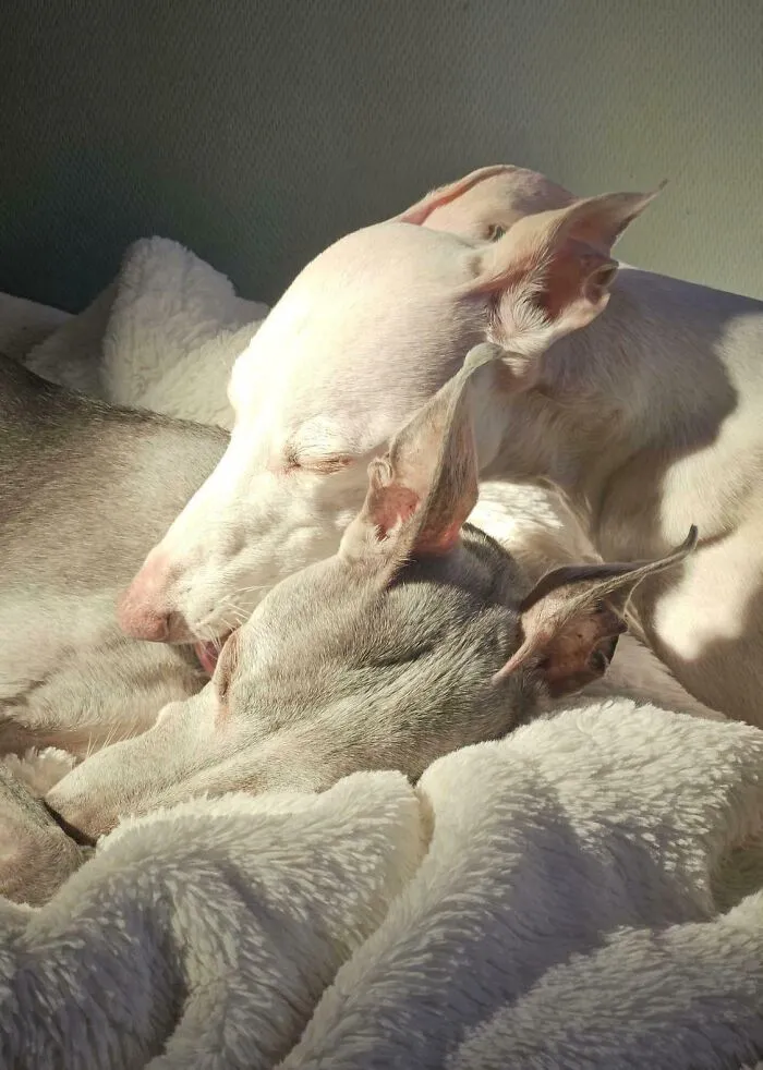 Mother And Daughter Whippets