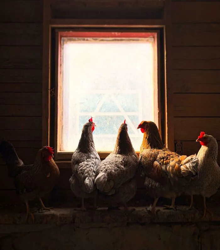 Window Chickens