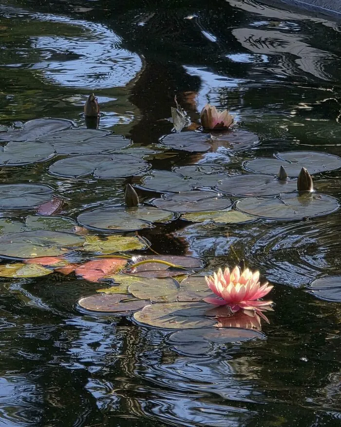 Water Lily, Balboa Park