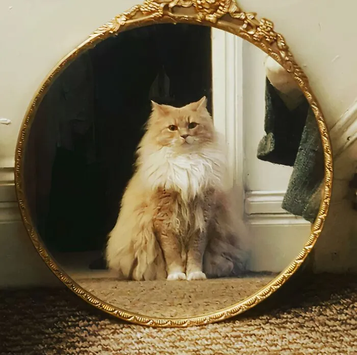 I Caught My Cat Staring At Himself In The Mirror Looking Like A Renaissance Painting