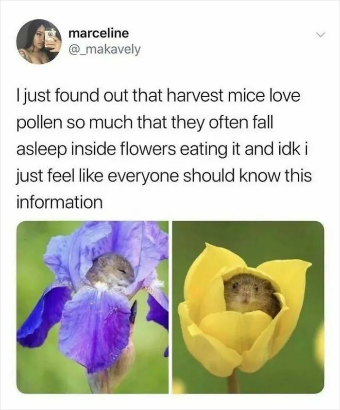 77 Pure And Funny Animal Memes To Calm Your Brain (New Pics)