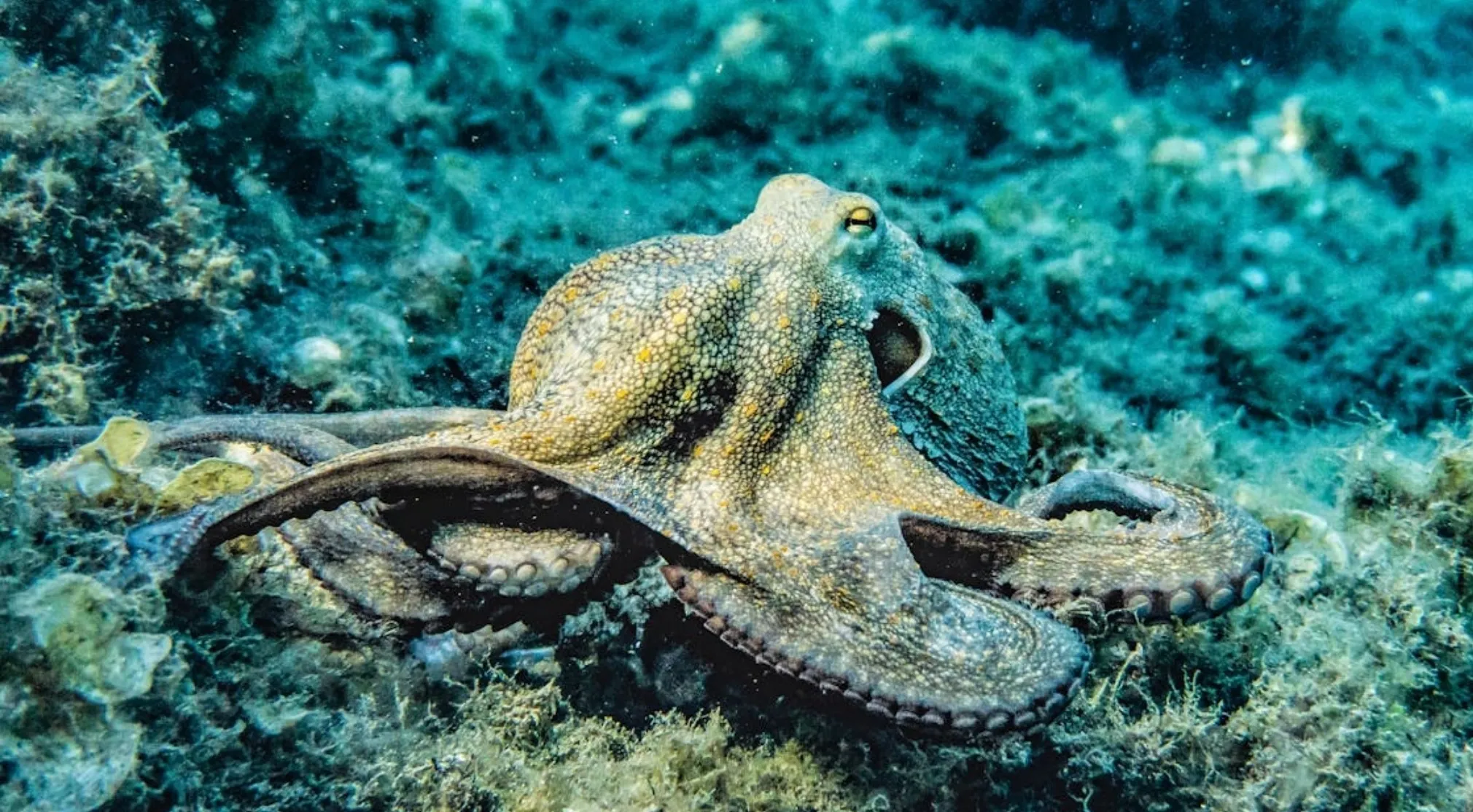 A common octopus camouflaged on the seabed, revealing its intricate texture. How many hearts does an octopus have?