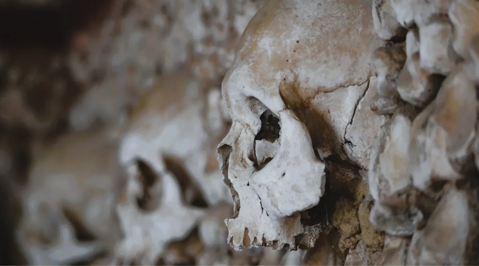 Close-up of human skulls stacked, showing detailed bone texture, exploring how many bones are in a human body.