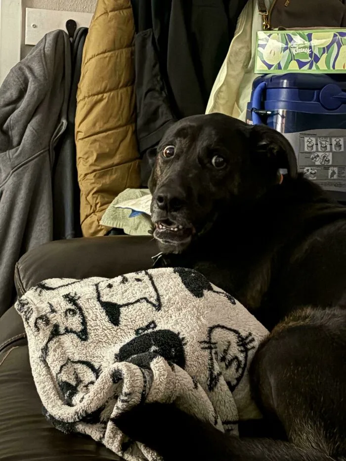 Funny unhinged dog pictures featuring a black dog with a shocked and wide-eyed expression on a couch