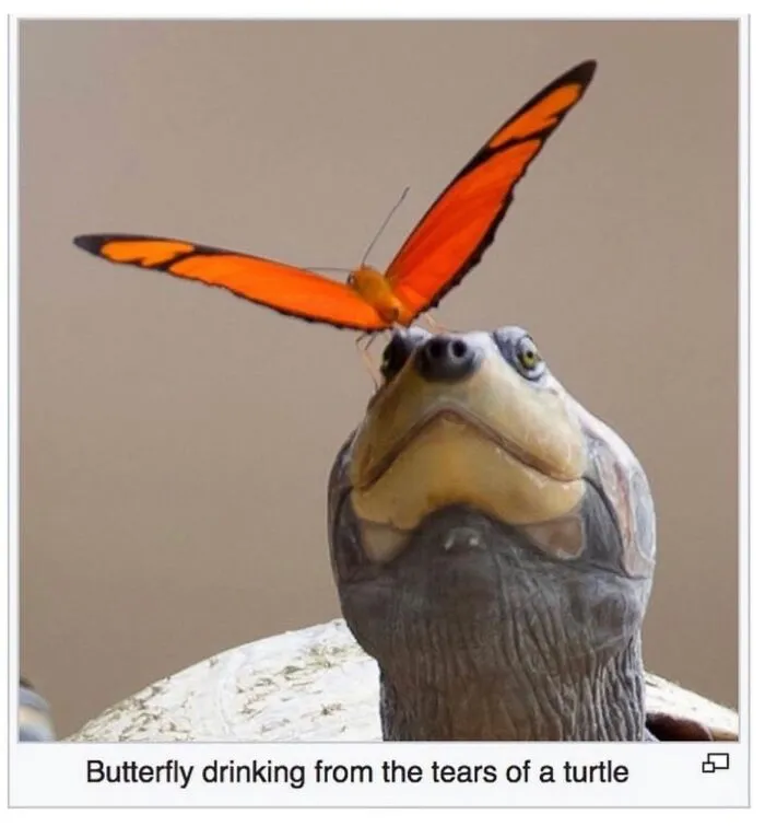 This Page Shared 69 Weird Animal Facts People Discovered While Falling Into A Wikipedia Rabbit Hole