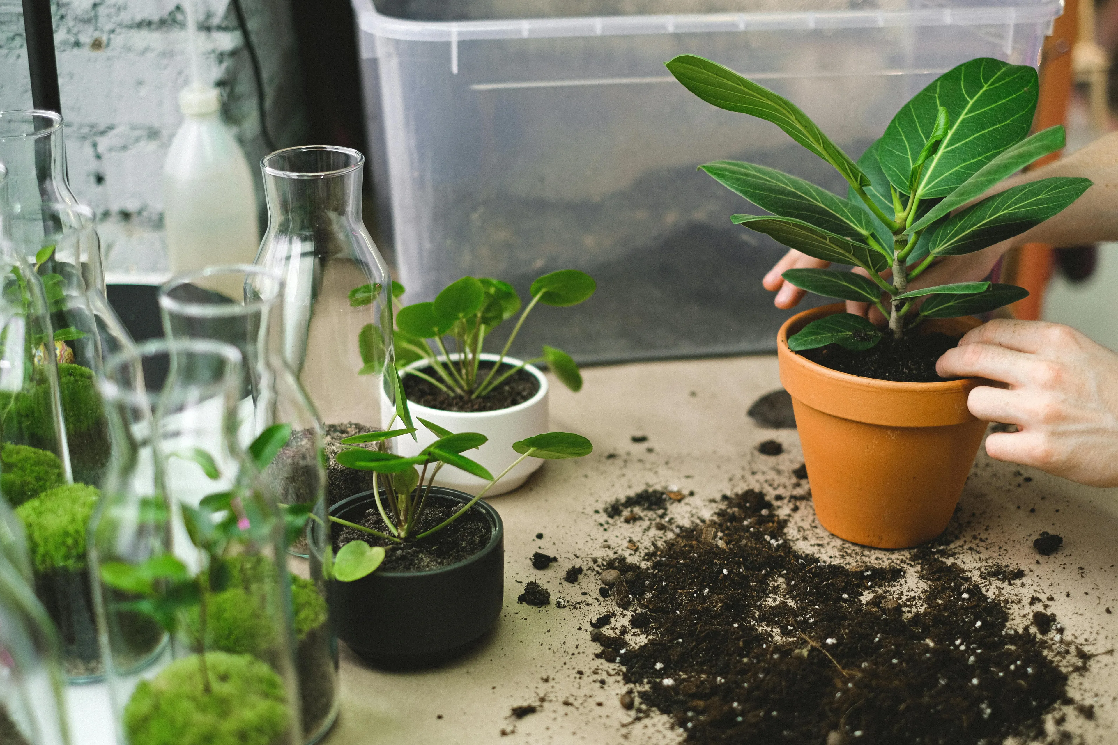 Hands repotting a plant, soil scattered on the table, surrounded by other small potted plants and glass terrariums, highlighting botany skills.