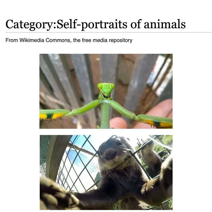 This Page Shared 69 Weird Animal Facts People Discovered While Falling Into A Wikipedia Rabbit Hole