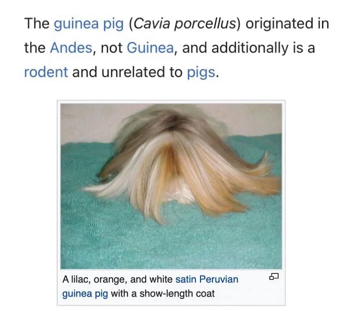 This Page Shared 69 Weird Animal Facts People Discovered While Falling Into A Wikipedia Rabbit Hole