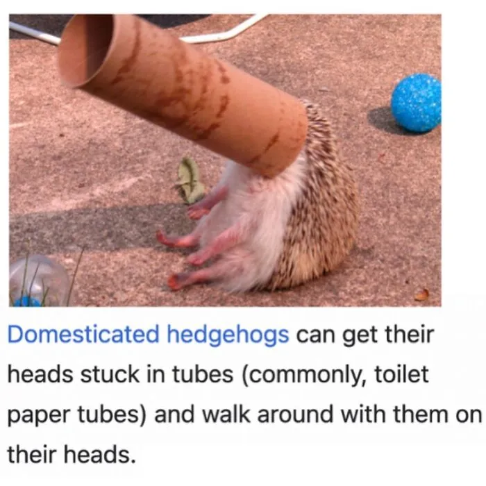 This Page Shared 69 Weird Animal Facts People Discovered While Falling Into A Wikipedia Rabbit Hole