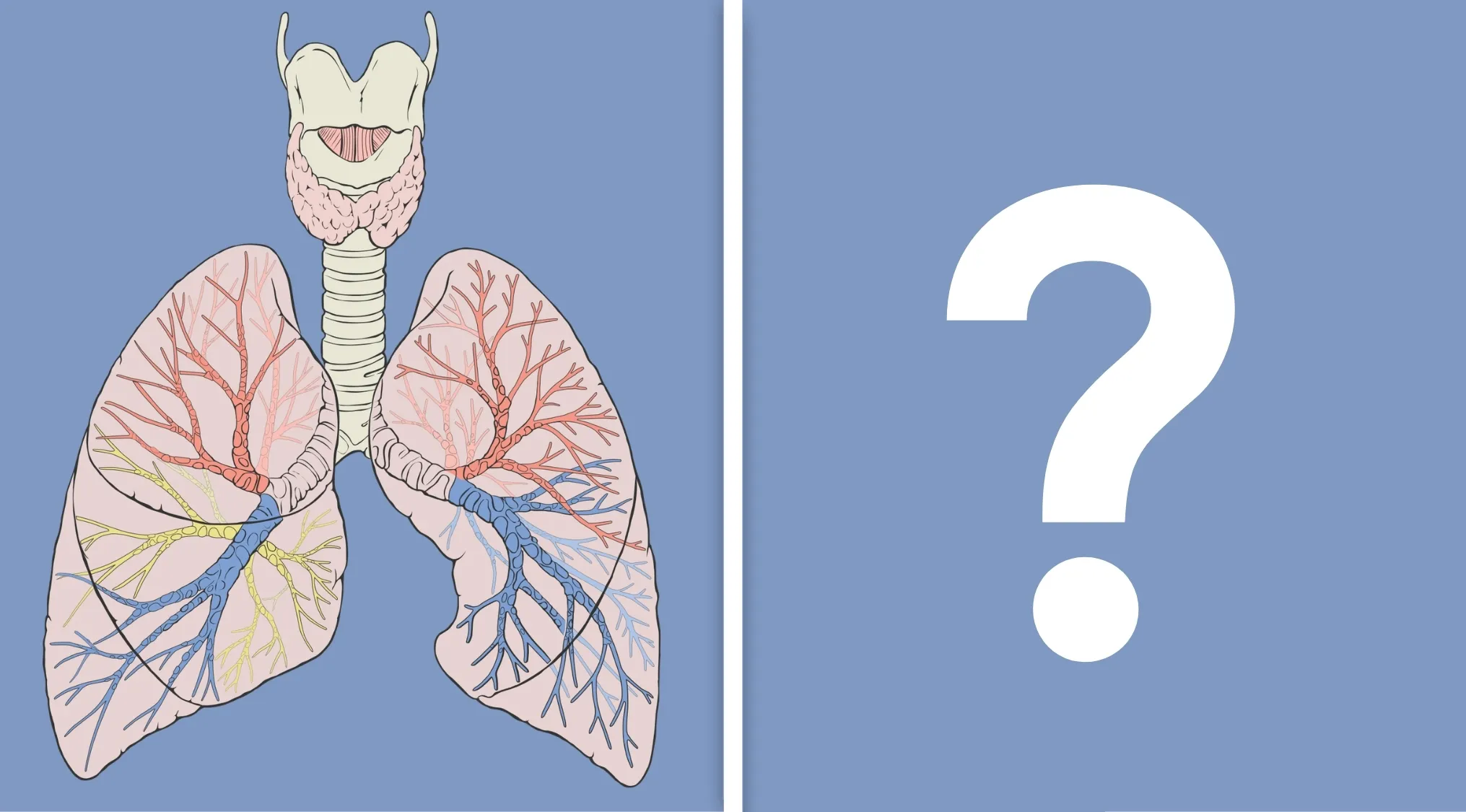 An anatomical diagram of lungs on a blue background, with a question mark on the right. General Knowledge Quiz.