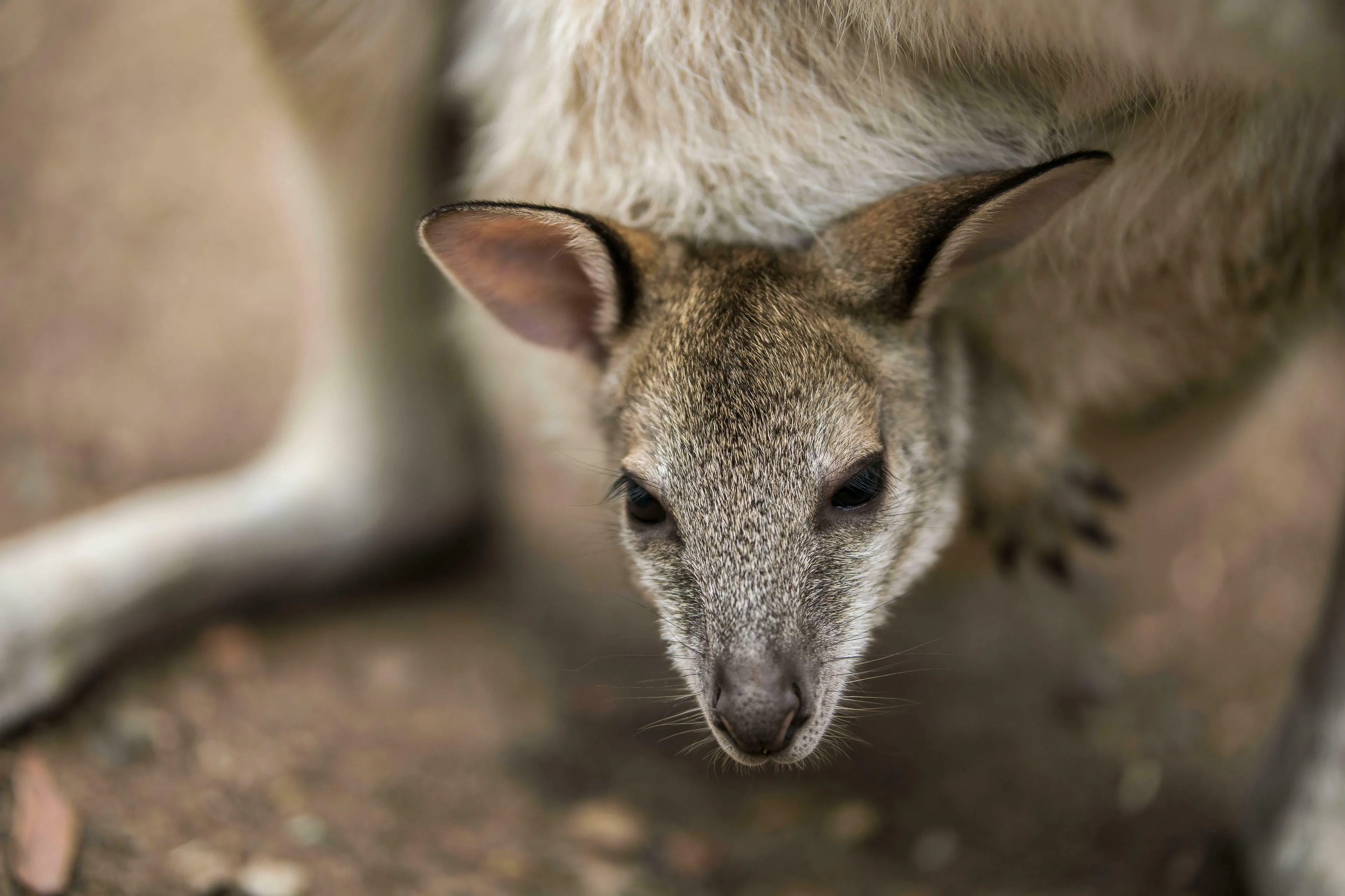A cute baby kangaroo, or joey, peeks out from its mother's pouch in this general knowledge quiz image.