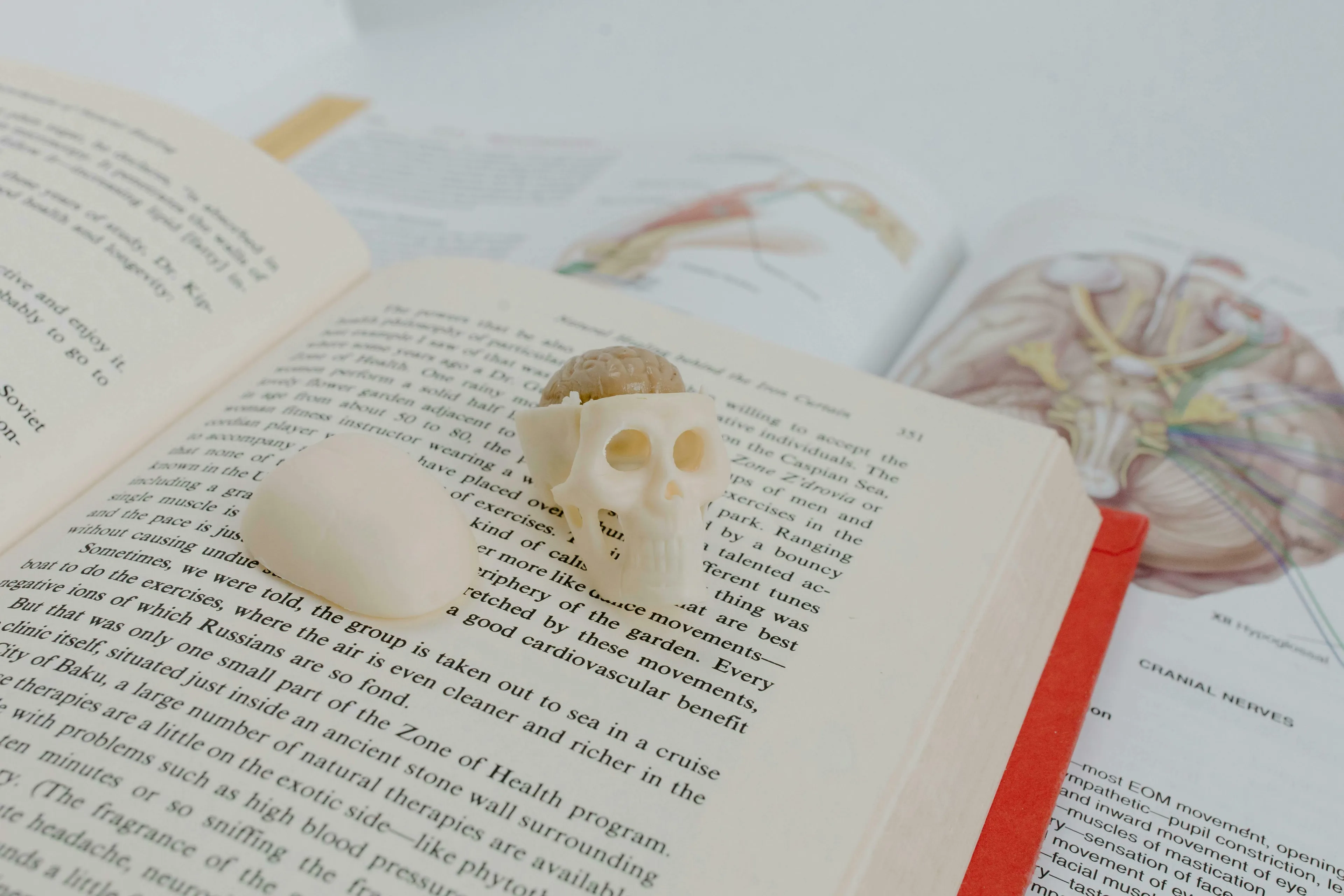 A small skull model with an exposed brain sits atop an open book, with a general knowledge quiz on bones protecting the brain.