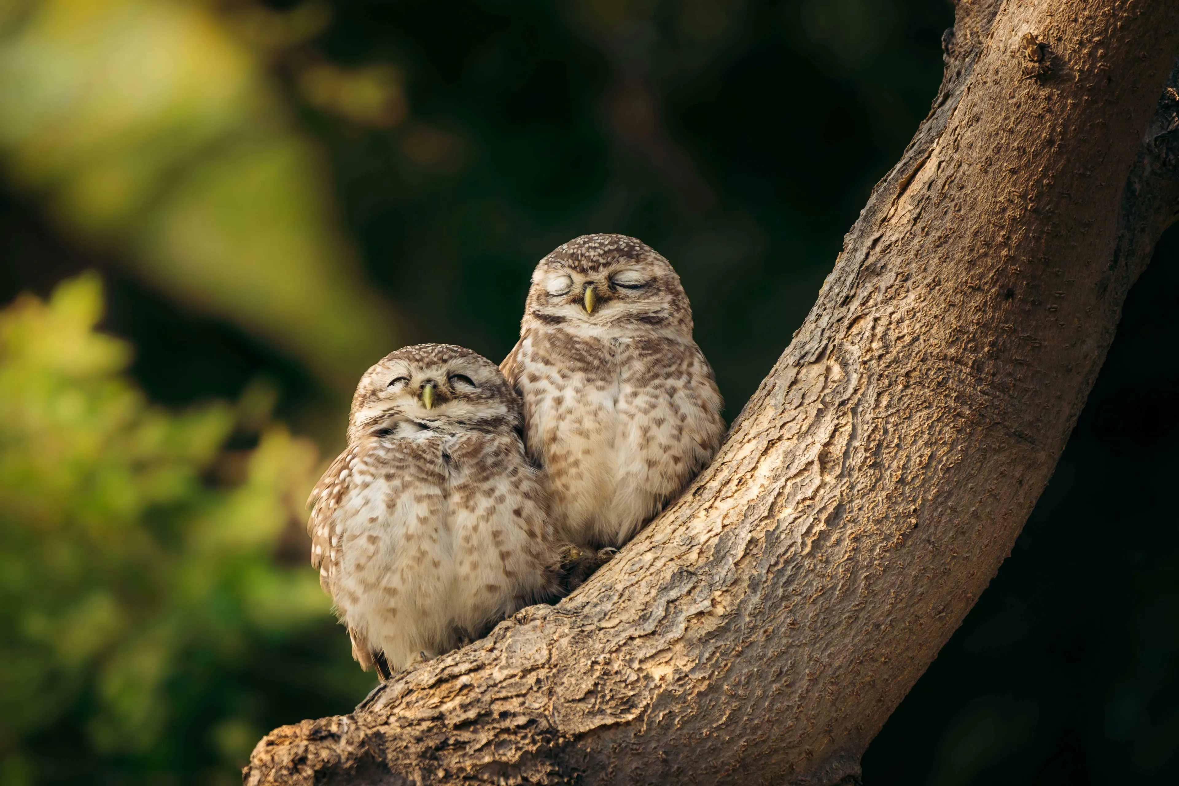 Two small, spotted owls with closed eyes perched on a tree branch. What is the term for a group of owls?