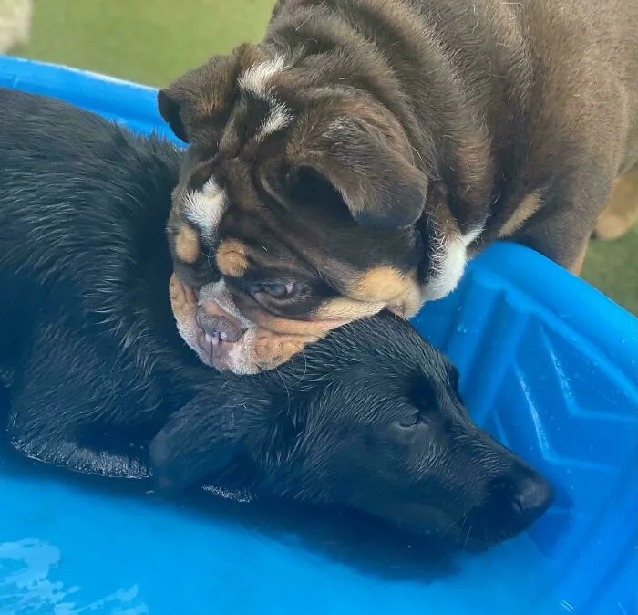 Funny unhinged dog pictures of a bulldog playfully biting a black dog's neck in a blue pool
