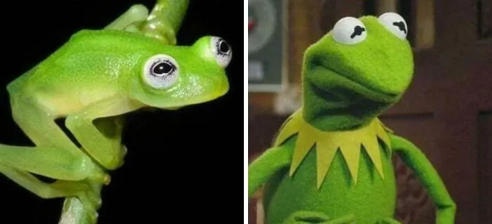 Scientists Discovered A Real-Life Kermit The Frog In Costa Rica, First Spotted In 2015 By Dr. Brian Kubicki. The Species, Hyalinobatrachium Dianae, Has A Bright Green Color And Cartoon-Like Face That Makes It Look Just Like The Famous Muppet