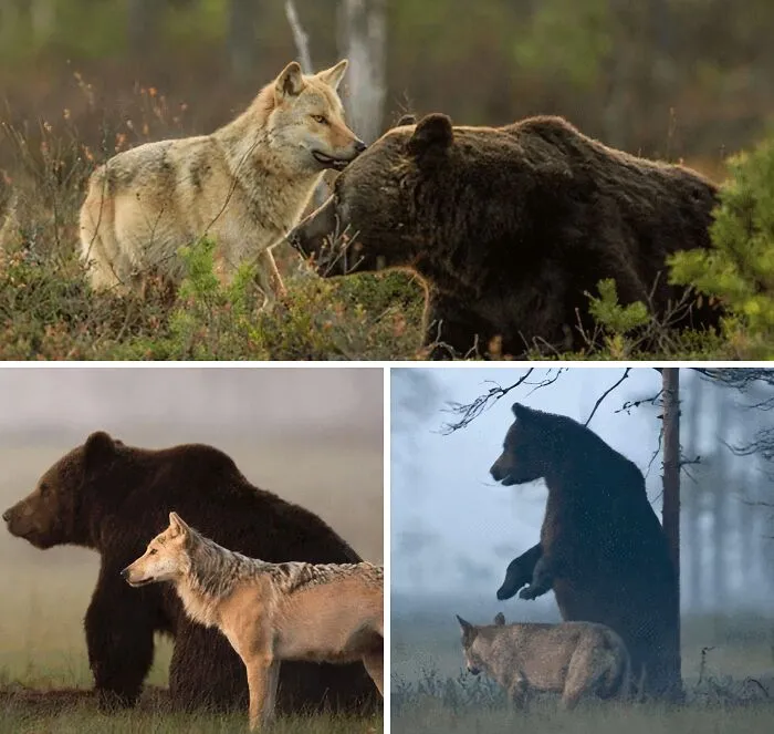 A Finnish Photographer Documented An Unlikely Bond Between A Female Grey Wolf And A Male Brown Bear