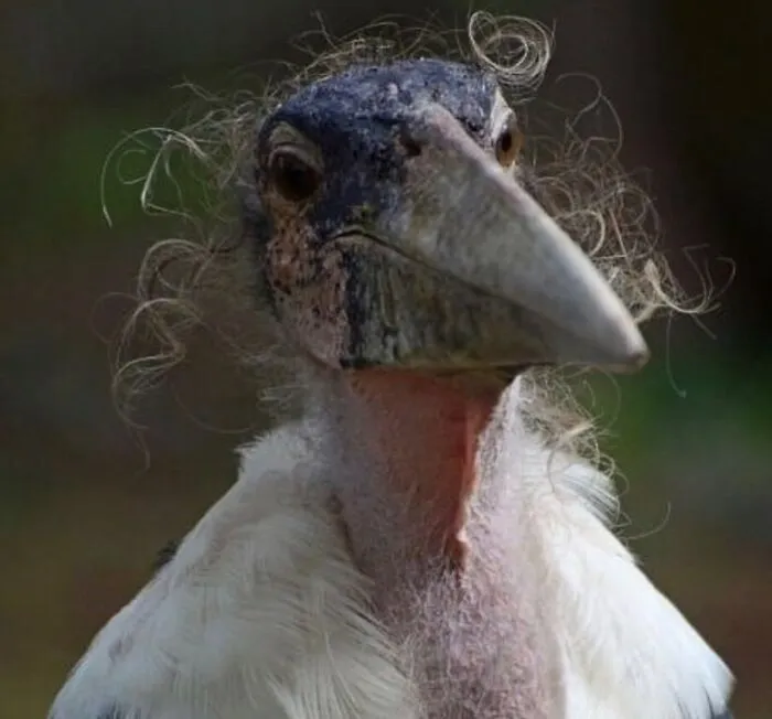 60 Times Animals Were Caught Doing Something So Uniquely Weird People Just Had To Take A Photo (New Pics)