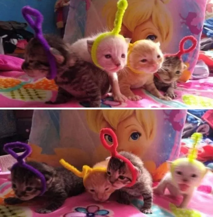 A funny photo of multiple tiny kittens wearing colorful pipe cleaner headbands, proving cats are chaotic creatures.