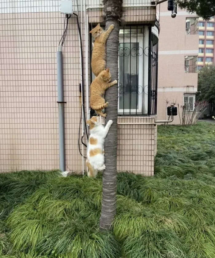Funny photos of cats: Three cats, two orange and one orange and white, are climbing up a tree trunk.