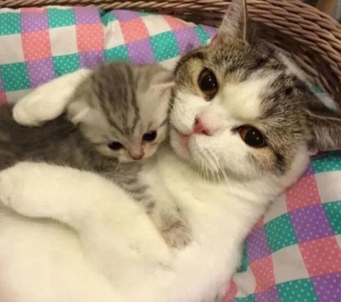 Funny photo of a mother cat cuddling her tiny kitten, proving cats are the internet's favorite chaotic creatures.