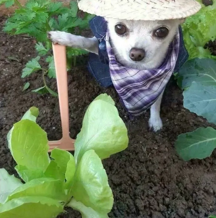 Tiny Farmer, Big Dreams