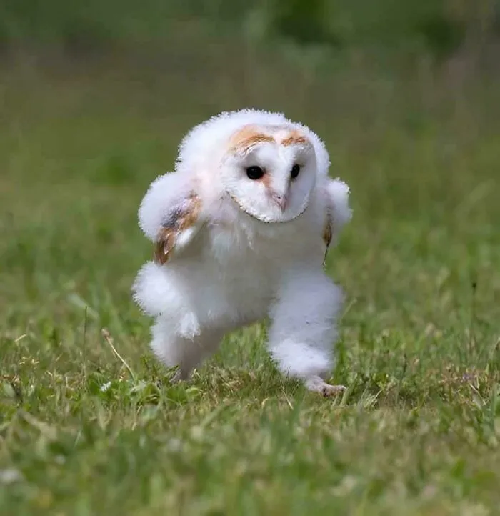 Rare Pic Of Baby Barn Owl Dashing Across The Grass