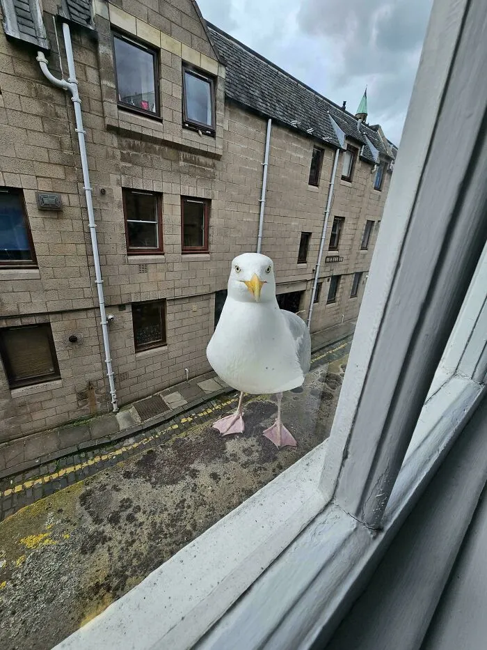 Gull On My Window Sill
